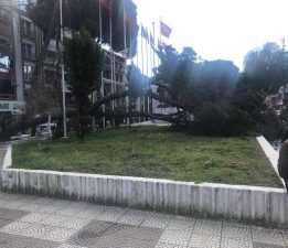 Asırlık Çam Ağacı Devrildi