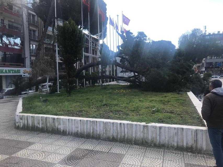 Asırlık Çam Ağacı Devrildi