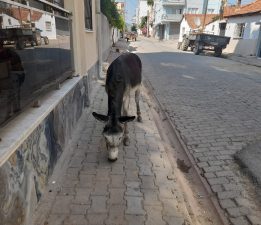Yolunu kaybeden karakaçan caddeyi birbirine kattı