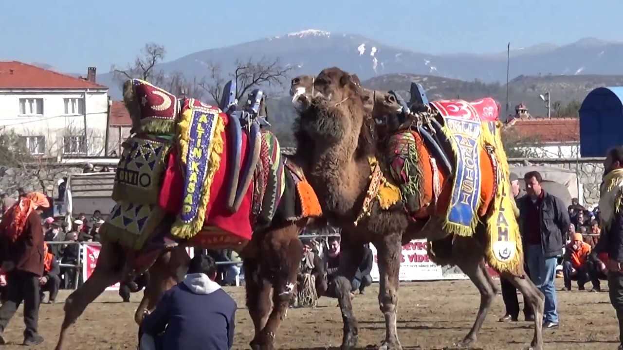 5 Bin Kişiden Fazla Katılımlı Deve Güreşi