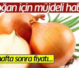 Acarlar Halinden Soğan Müjdesi!