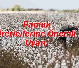 Pamuk Üreticileri Dikkat Etmeli