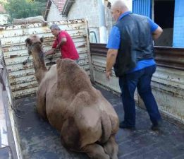 İncirliova’da Kurbanlık Develere Yoğun İlgi!