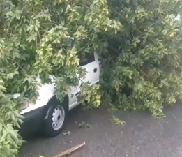 Ağaç otomobilin üstüne devrildi