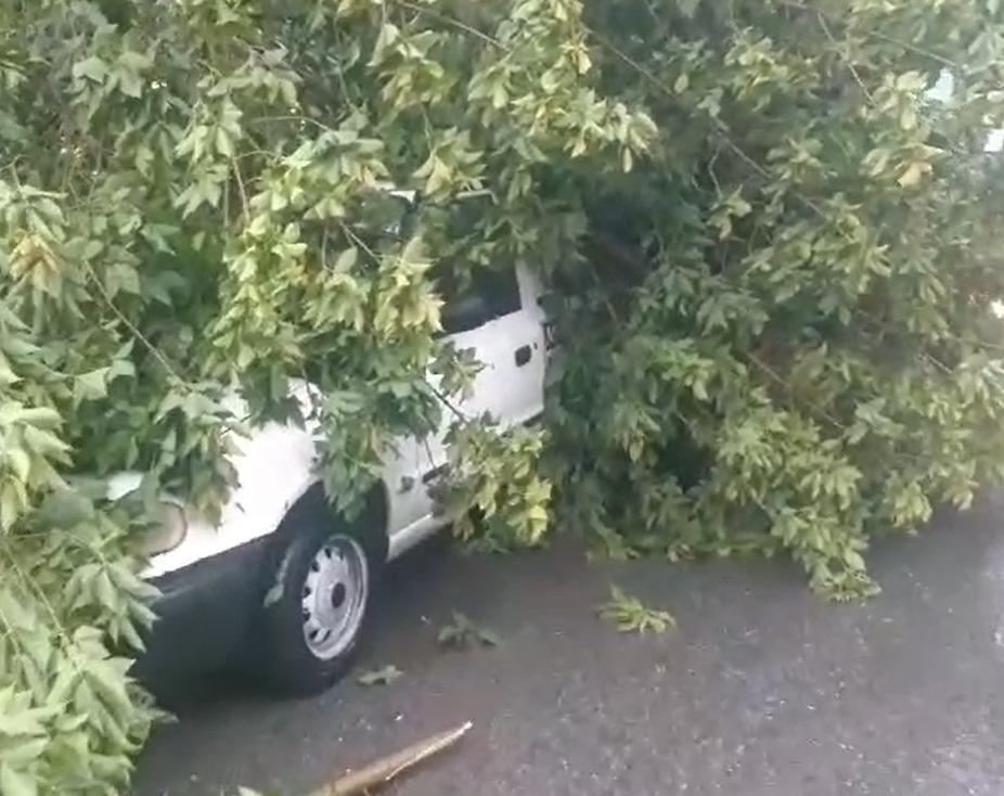 Ağaç otomobilin üstüne devrildi