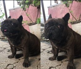 İncirliova’da kayıp köpeği bulana ödül