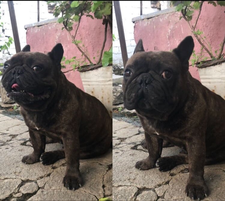 İncirliova’da kayıp köpeği bulana ödül